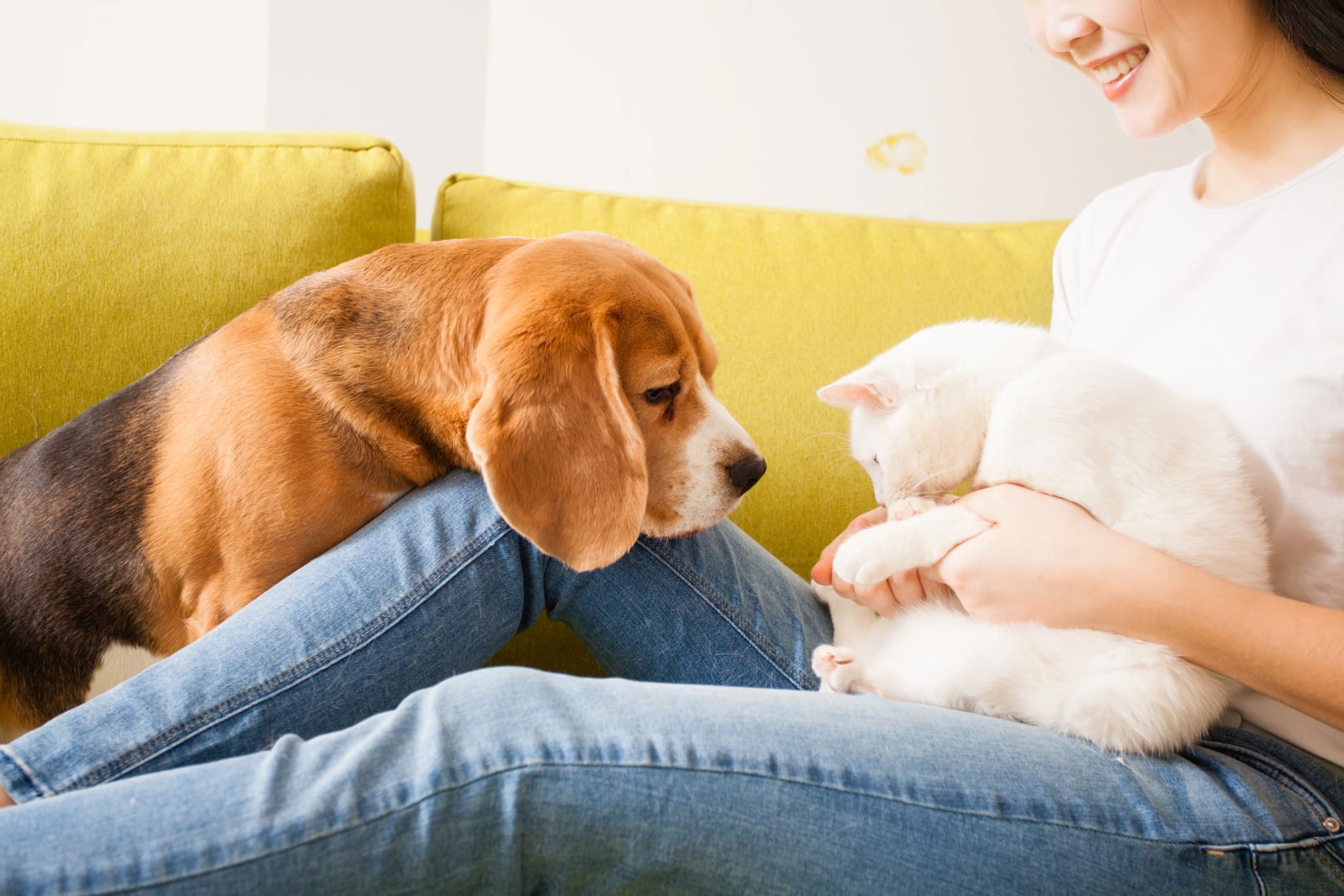 人と動物に優しく、<br />共に幸せに暮らす社会を目指す
